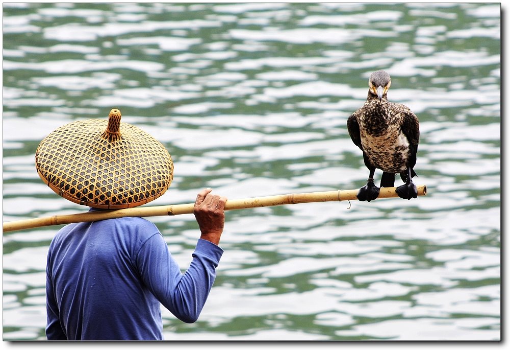 Osprey.... by 逃离城市