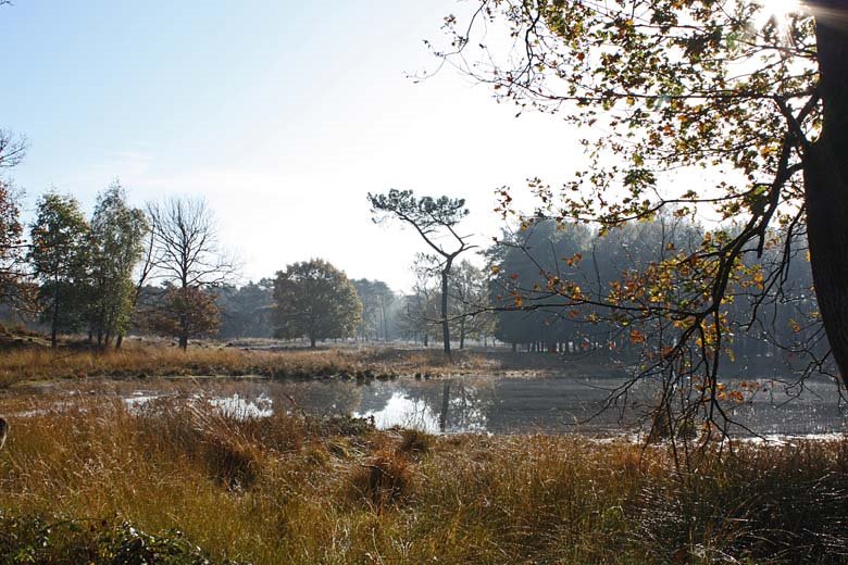 Hatertse Vennen by Eus Nieuwenhuizen