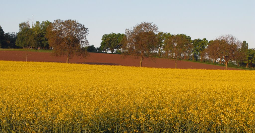 Rapeseed field by wombatter