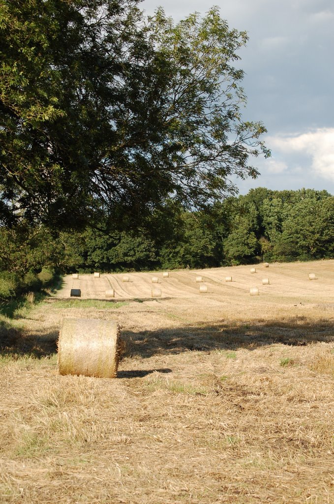 High summer in Berkshire by JohnBe