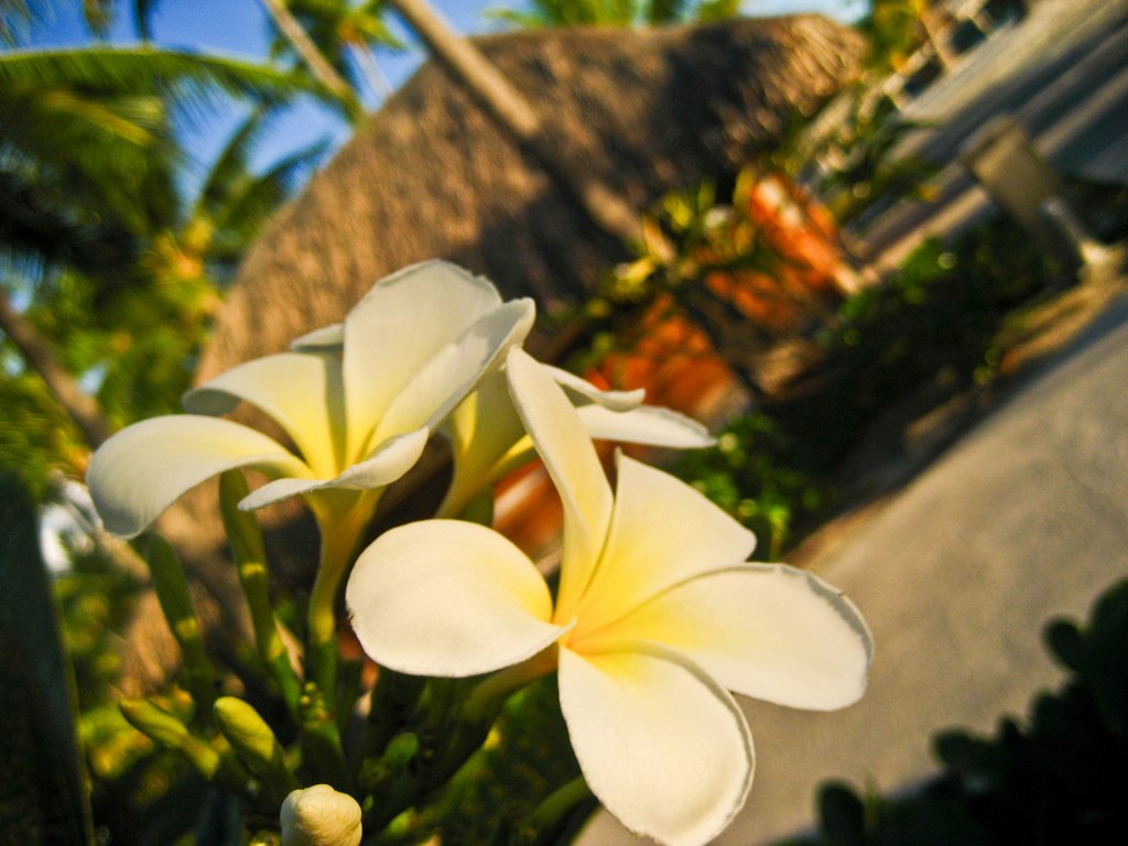 Bora Bora: Intercontinental Resort & Thalasso Spa by nixonchase.com