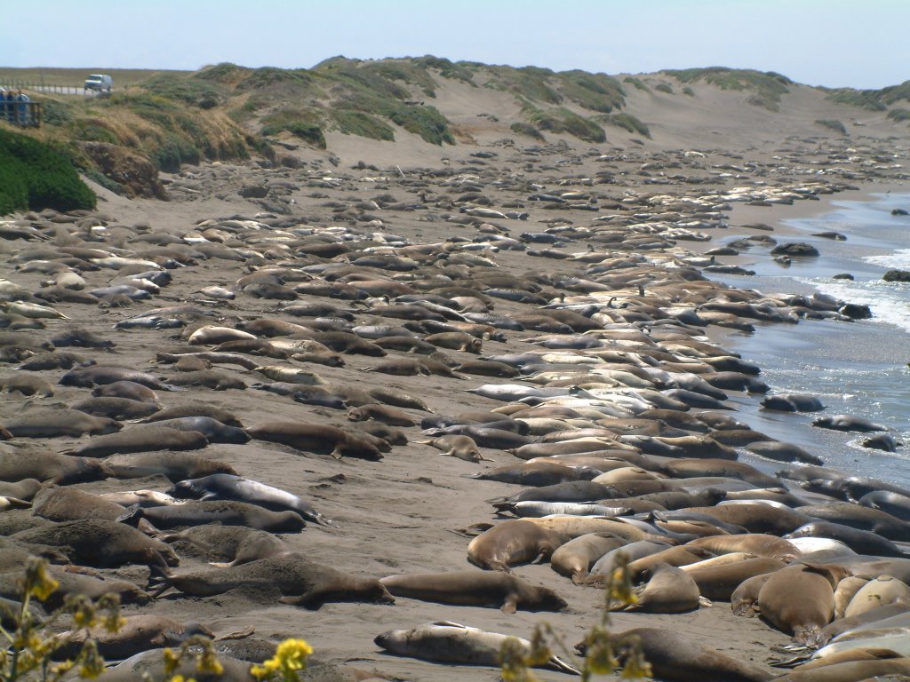 Elephant Seals May 2005 by Roman69