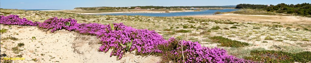 Panorama with flowers by bauerpower