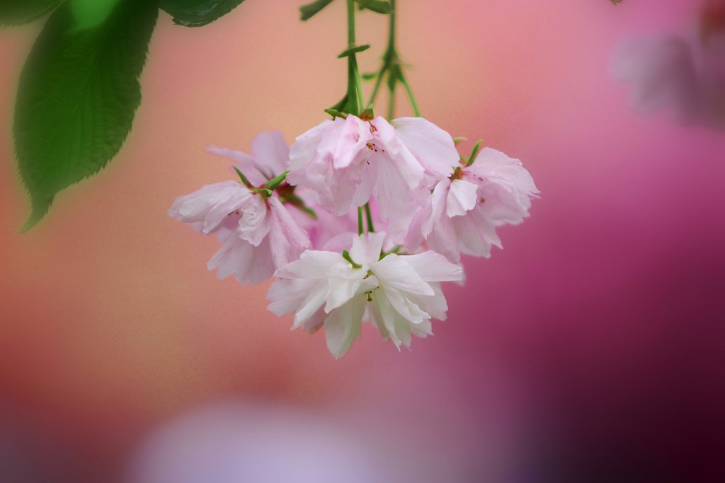 2008 Cherry Blossom by imagineQ