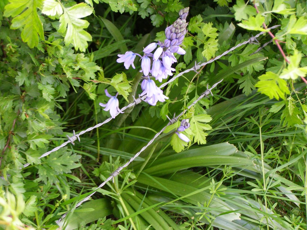 Romeinse Hyacinth(Hyacinthus Albulus) by Tombstone65