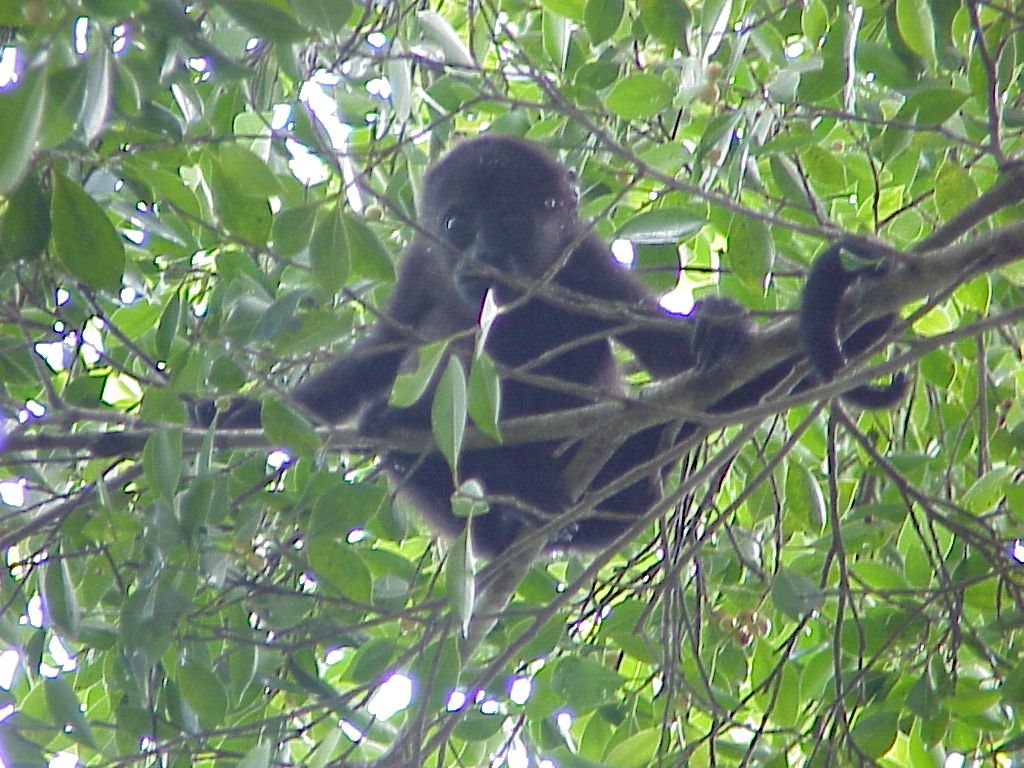 A baby monkey high on the tree at the Antumalal Hotel by pacha111