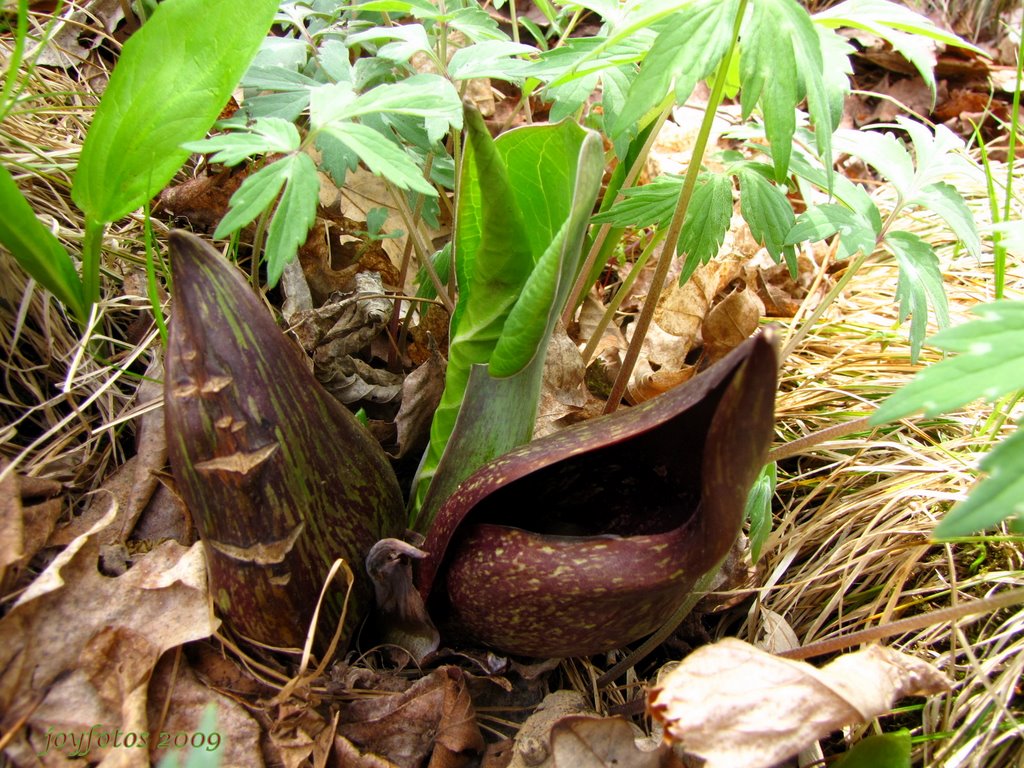 Skunk cabbage (Symplocarpus foetidus) by joyfotos