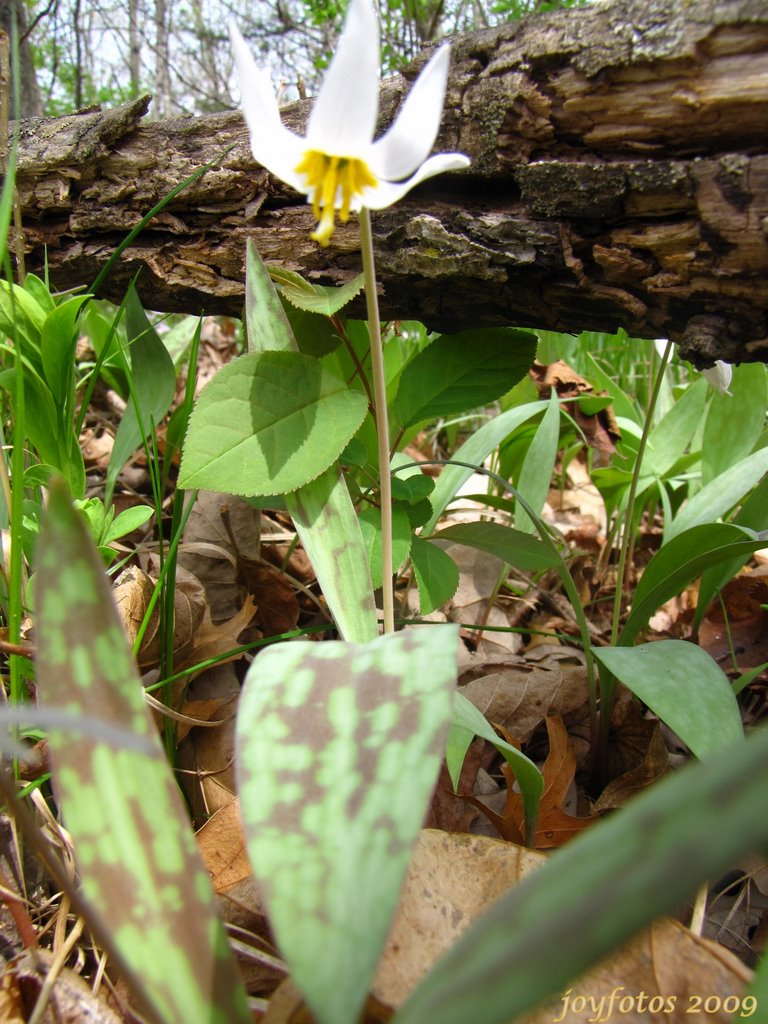 White Fawn Lilly (Erythronium albidum) by joyfotos