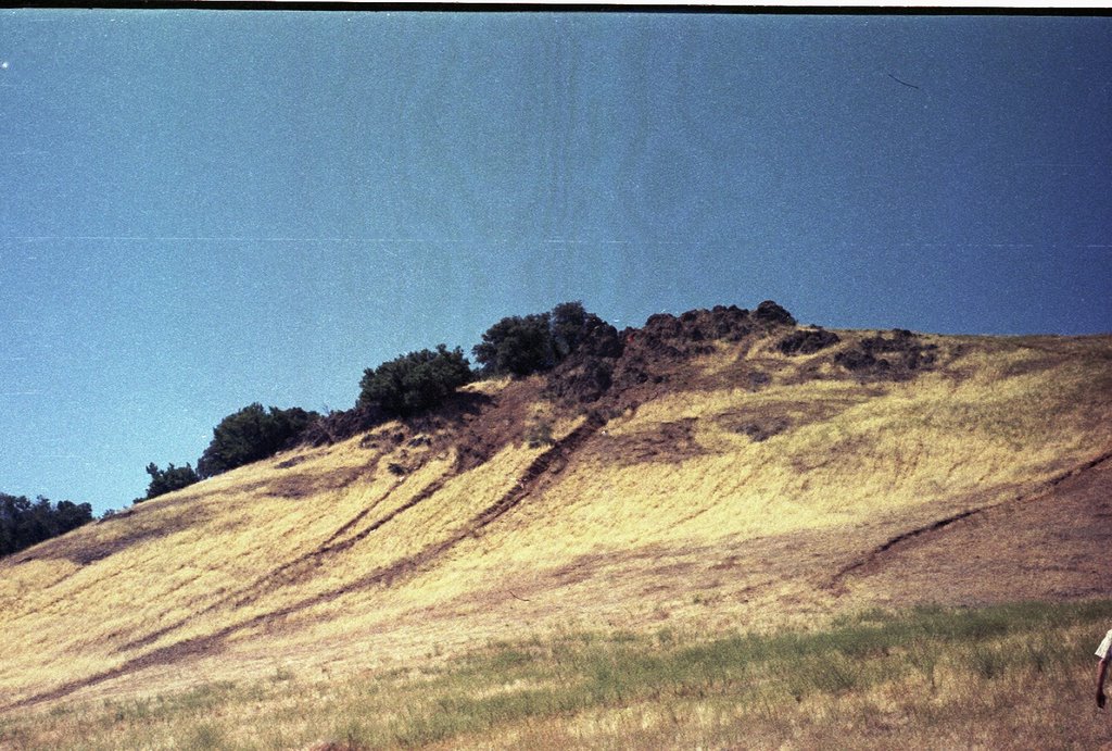 Juniper campground, Mt Diablo California by Sten Odenwald