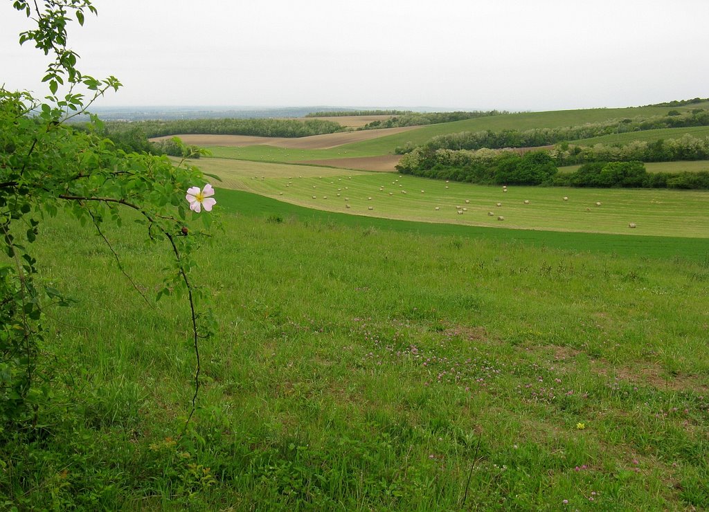 Dunaszentmiklós határában - Fields of Dunaszentmiklós by Atti