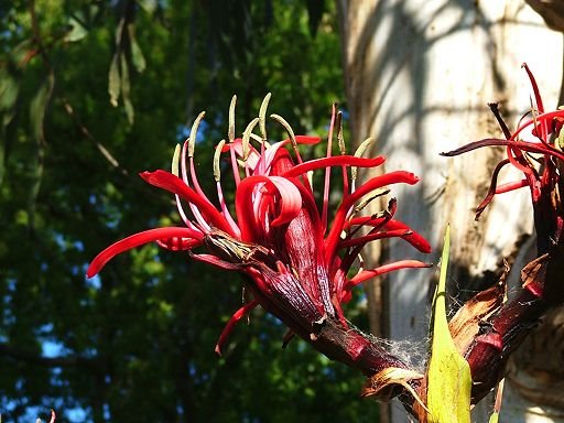 Doryanthes excelsa (Doryanthaceae), cultivated by Greg Steenbeeke