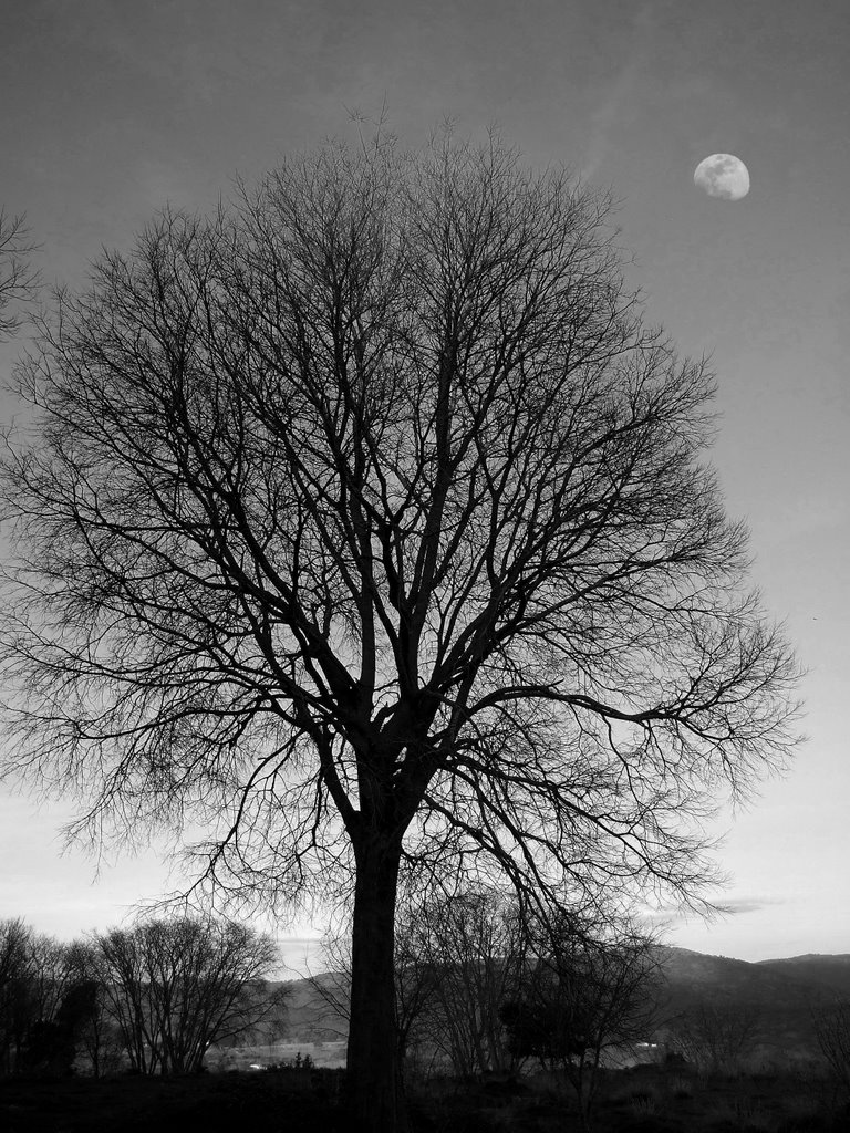 Arbol con luna by José María Frutos