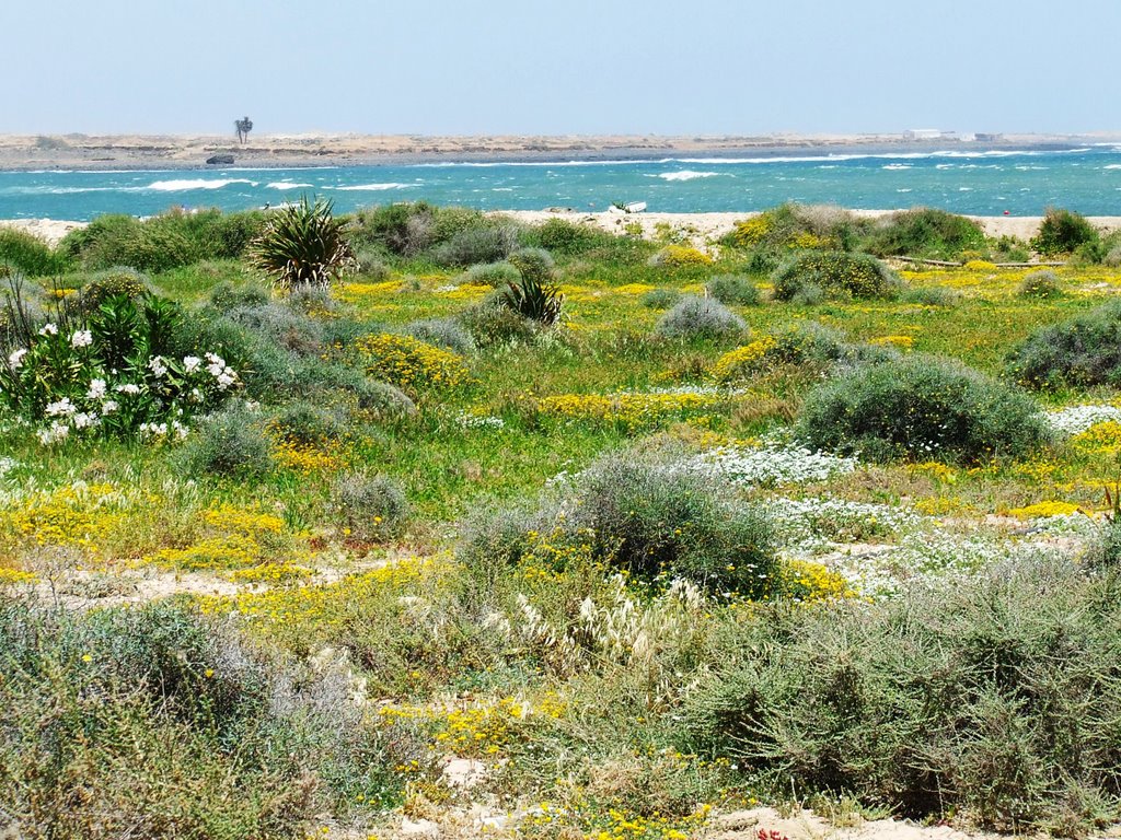 PRECIOSA PRADERA LLENA DE FLORES DESPUES DE LAS LLUVIAS by fuerteventuragirl