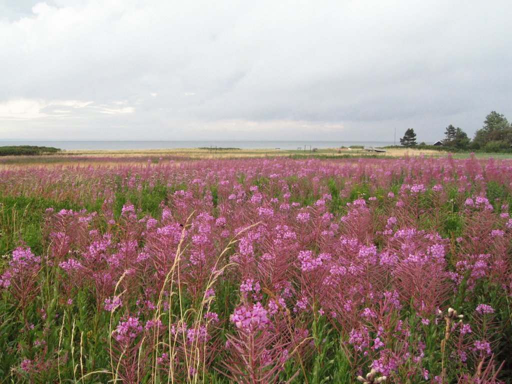 Blumenmeer in Skastrup Strand by markclassen