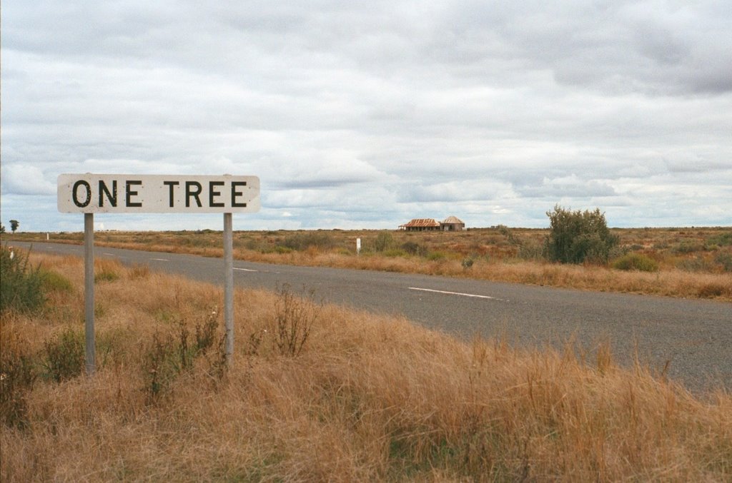 One Tree, Hay Plains, NSW, Australia by SusanK