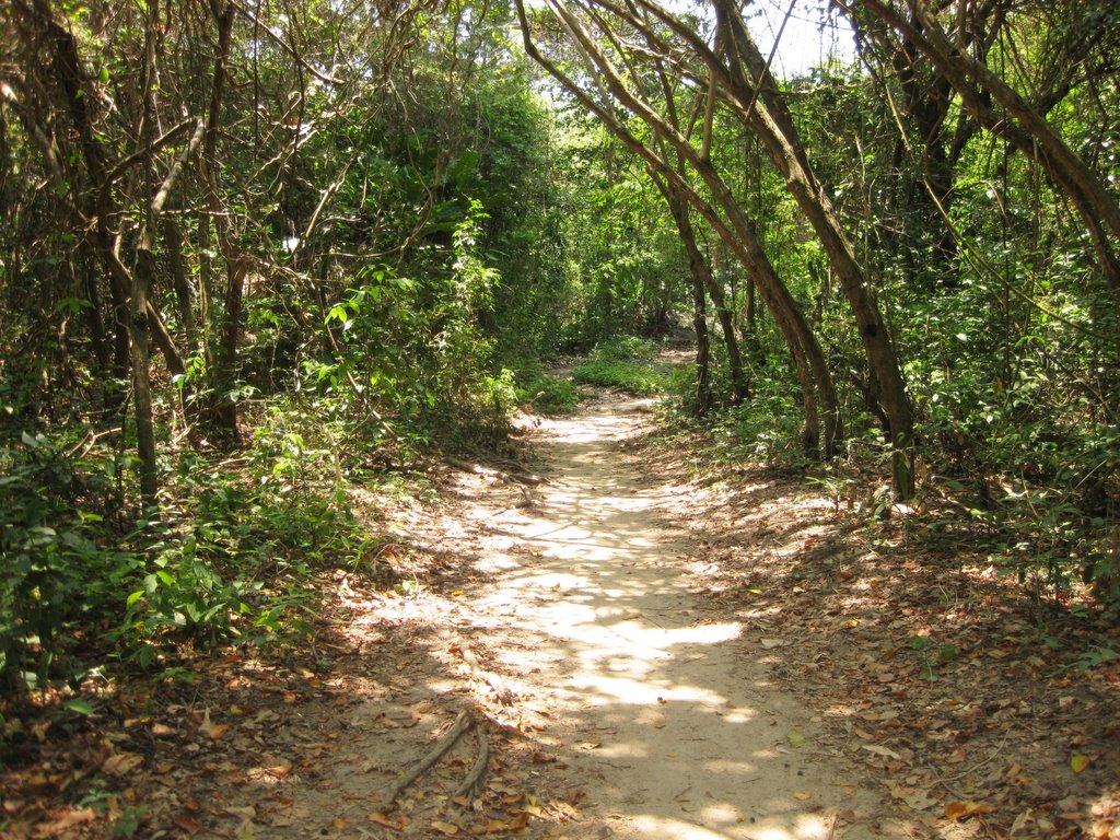 SENDERO EN EL PARQUE TAYRONA, COLOMBIA. by AlejoArcila