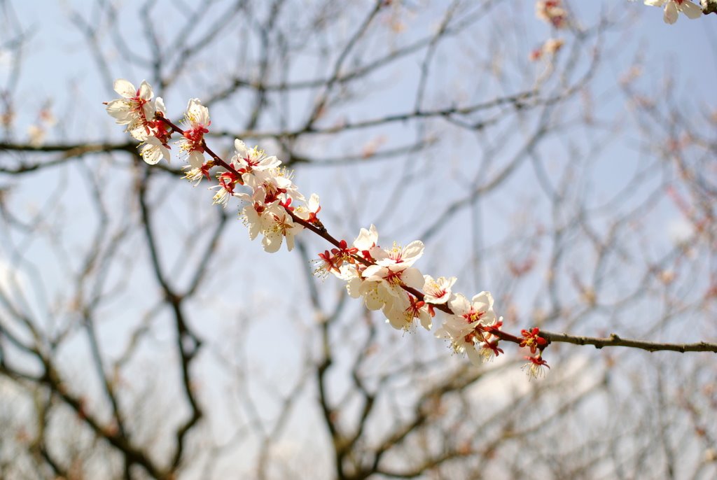 平岡公園　Hiraoka plum garden by Donkou.T