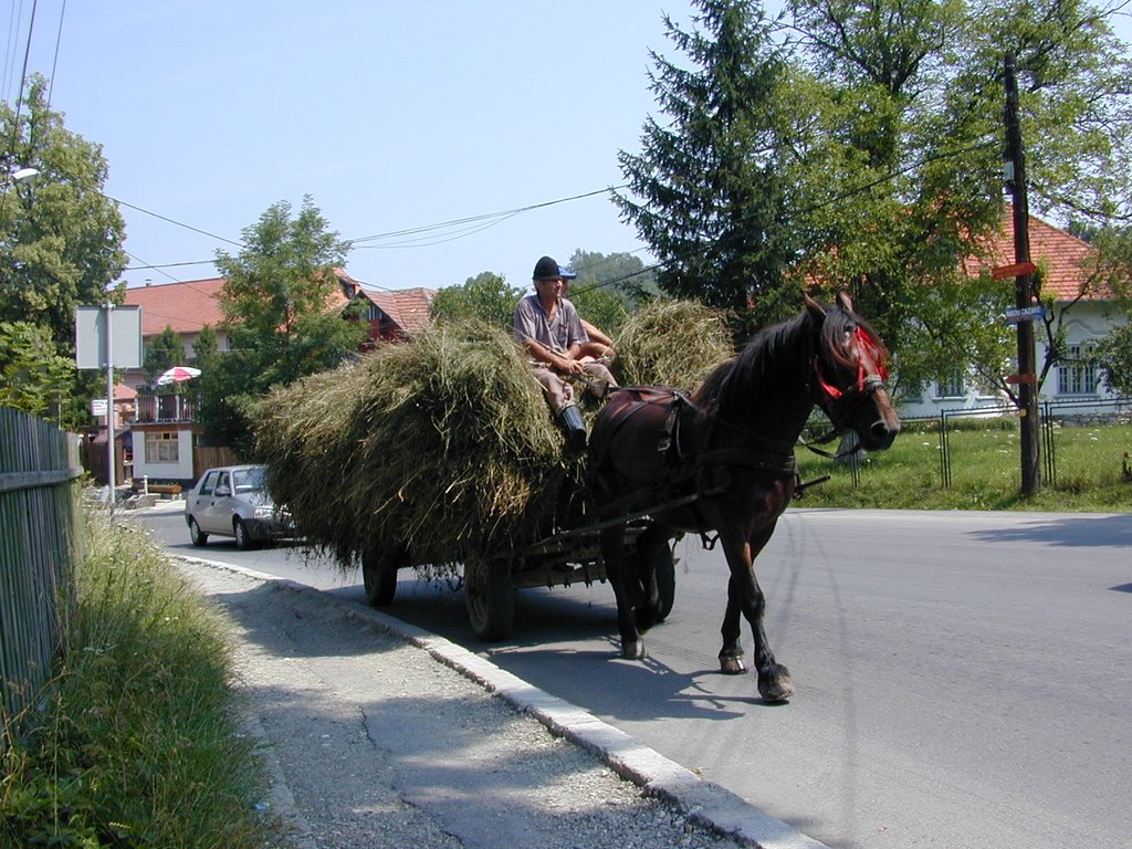 Hay by KBi