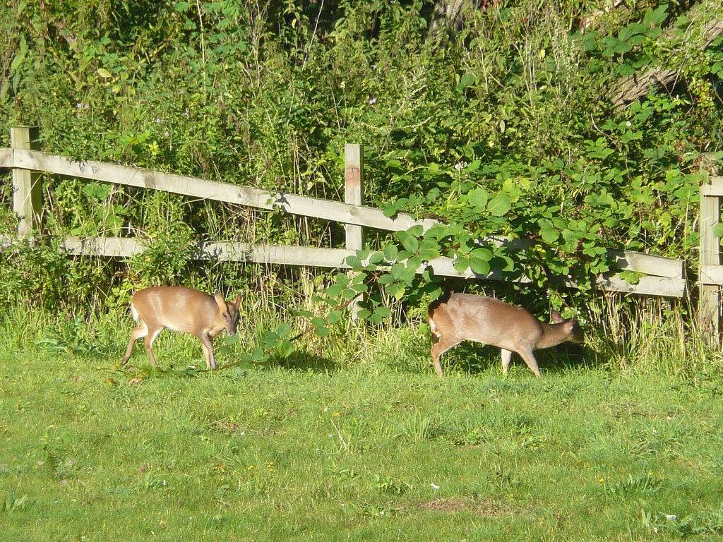 From my window - deer by Dickydirt