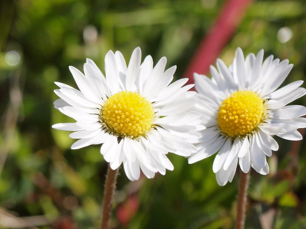 Tusindfryd (Bellis Perennis) Common Daisy by shieldc