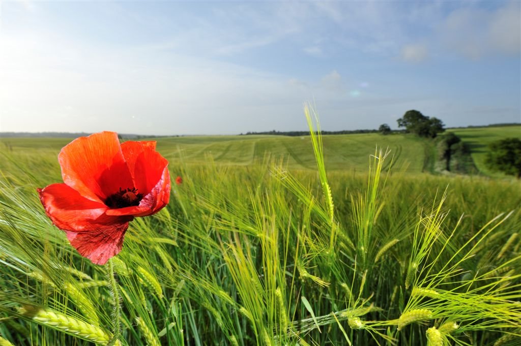 Poppy ~ Plu ~ Perfect by Nick Weall