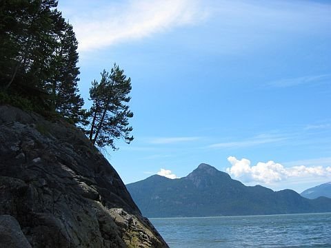 Pinus contorta, Porteau Cove by Nawitka