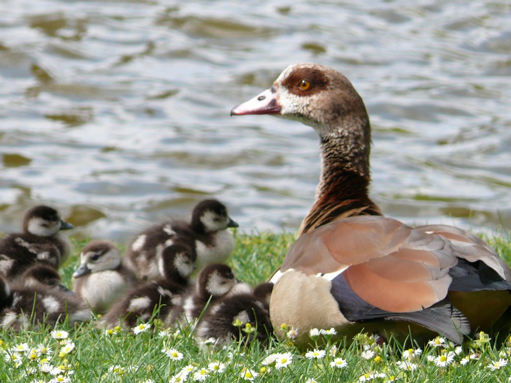 Entenbabys by Anek (www.anek-artwo…