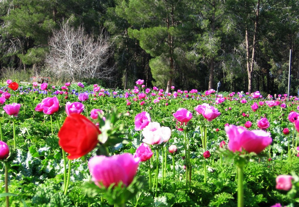 FLOWERS IN FOREST by cohensharli