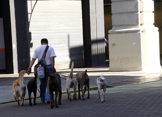 The Man And His Dogs in Abasto by aloooha