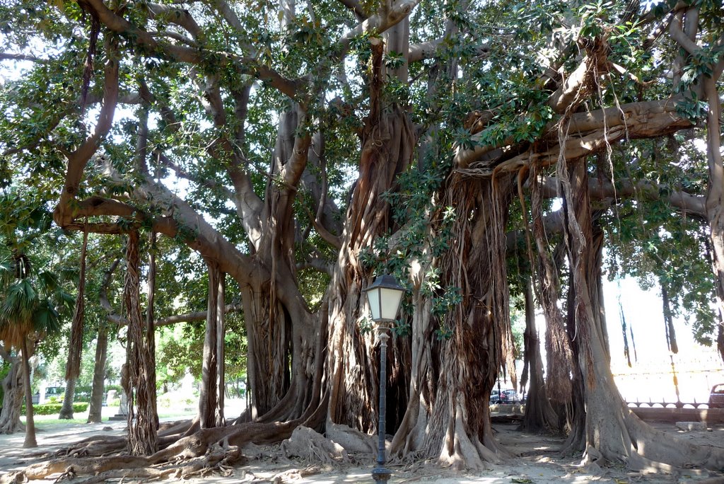 Palermo,Villa Garibaldi,Ficus macrophylla by KADIBILD