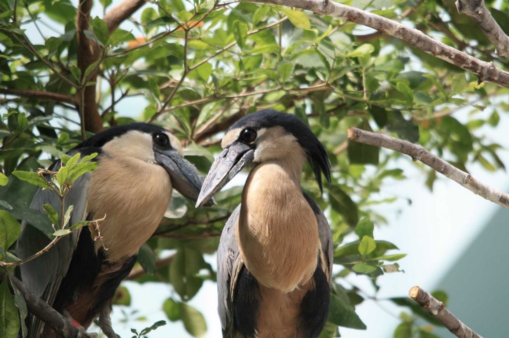 Boat billed heron by NaturesFan1226