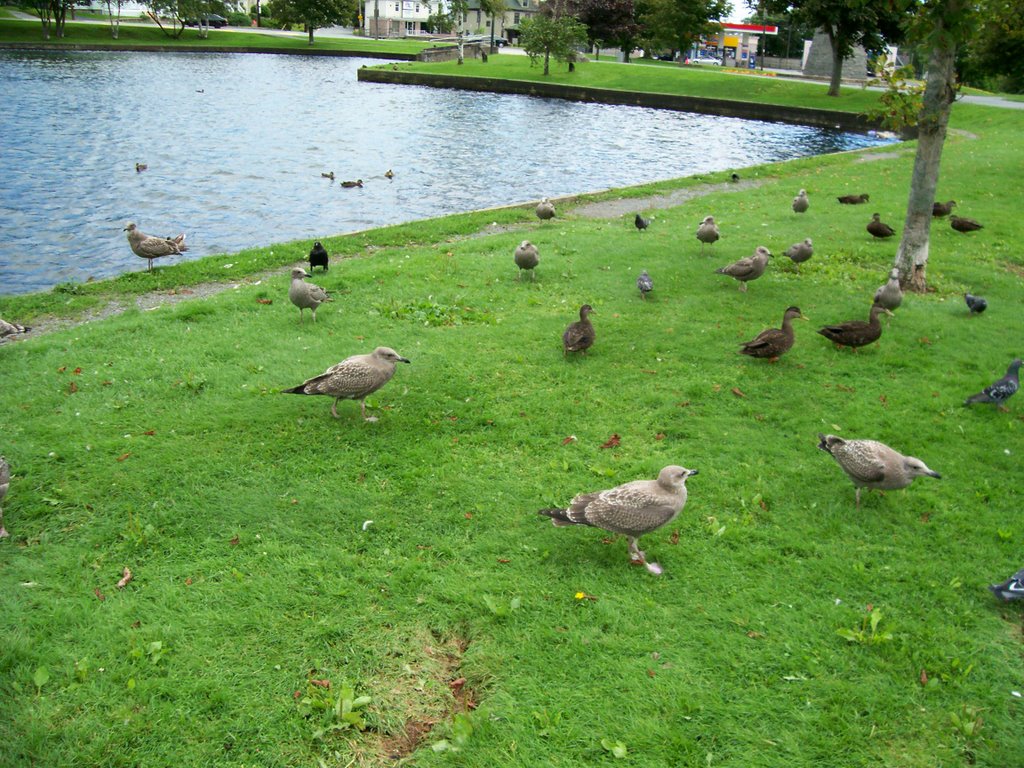 Sullivan's Pond, Dartmouth, Nova Scotia by CCGP