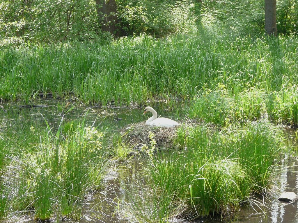 Auf dem Friedrich Wilhelm Kanal (Unterschlaube) Mai 2009 by schlaubeurmel