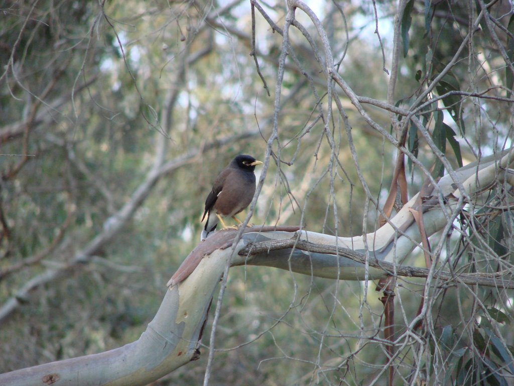 Kew VIC 3101, Australia by elgon