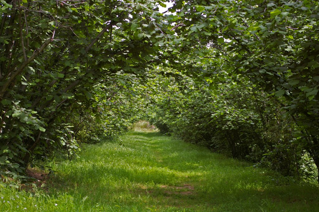 Tunnel of Green by GuilleMartin