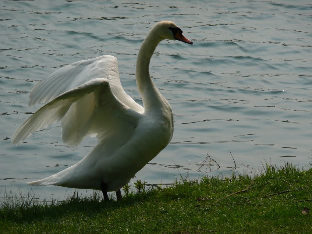 Pleschingersee by martina traxler