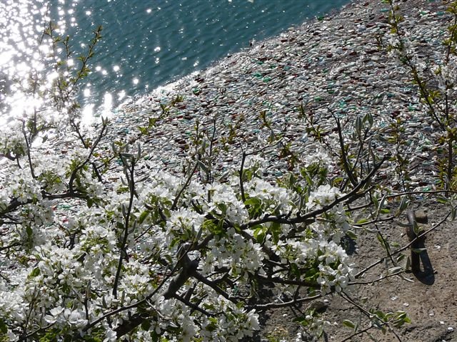 Trees in blossom above extremely dirty water of Bicaz Lake by Karolina P.