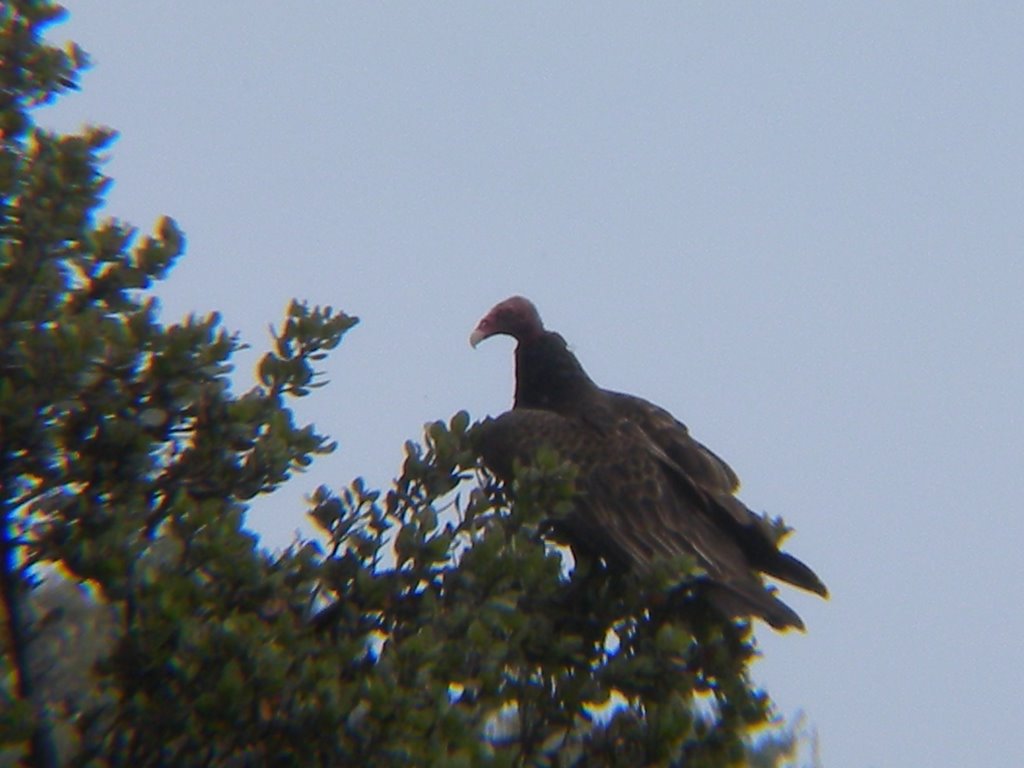 Turkey Vulture, San Clemente foothills by toponym