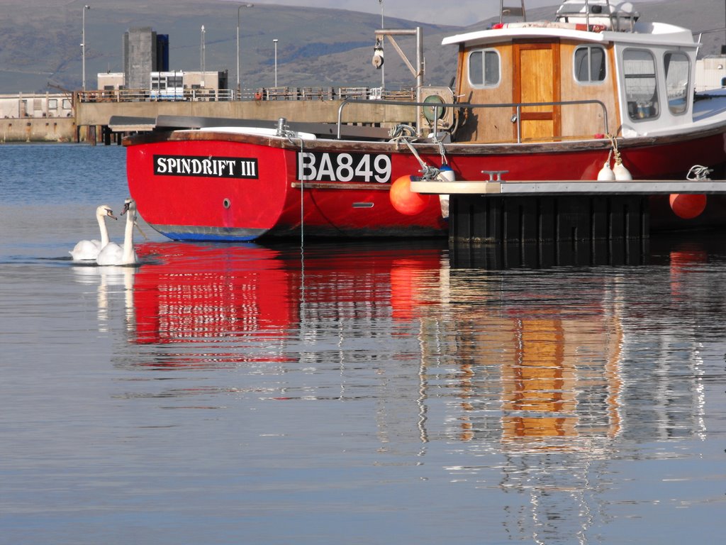 Swans At Stranraer Marina by Calum_B1990