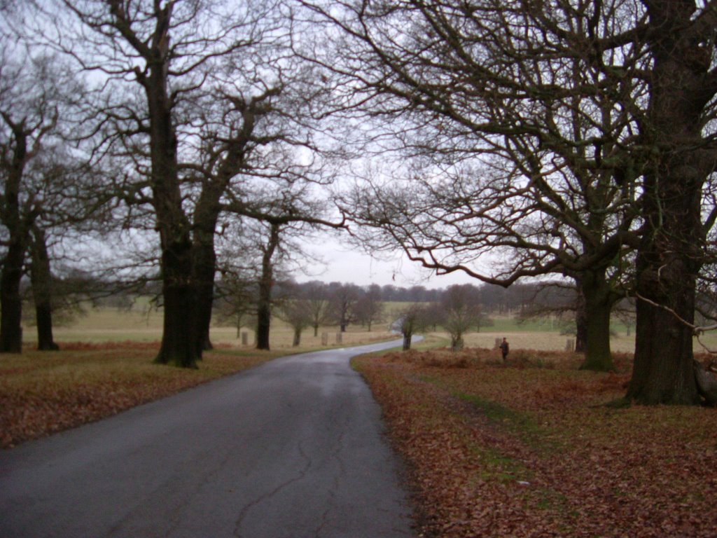 Road to white lodge by BarnyS1