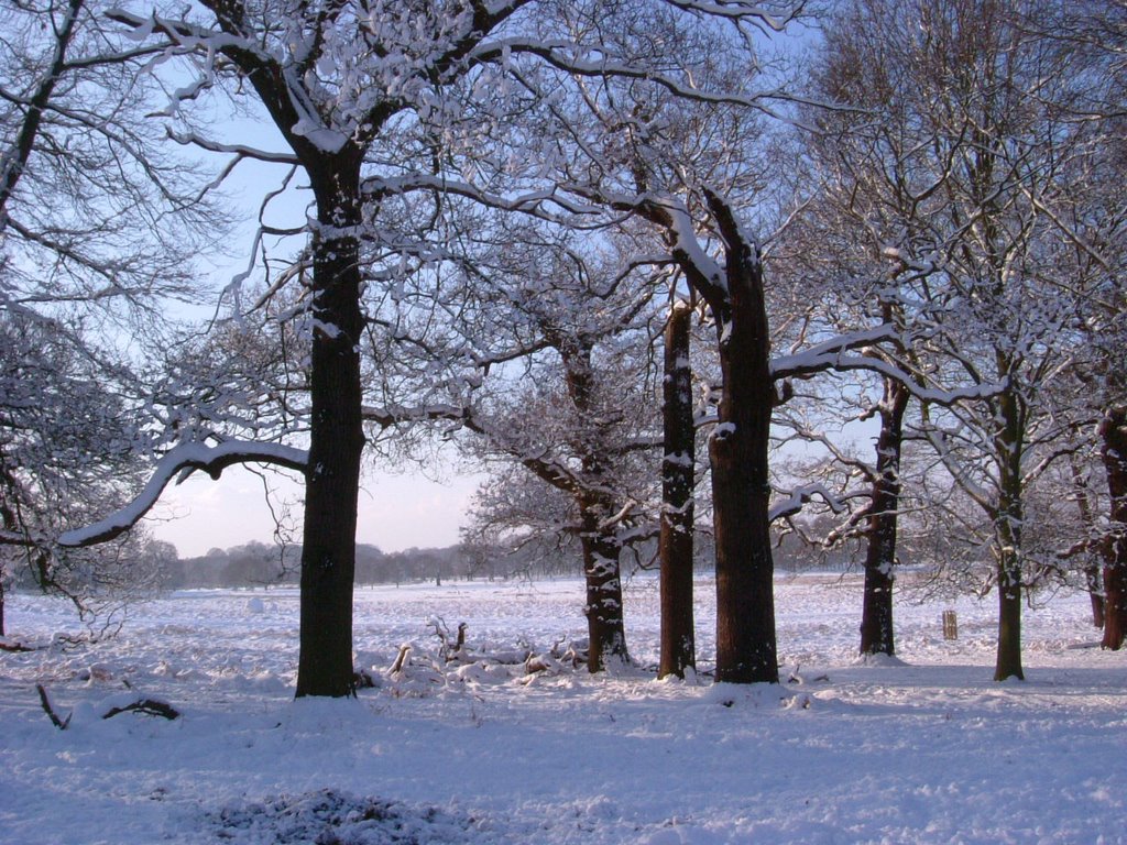 Snowy trees by BarnyS1