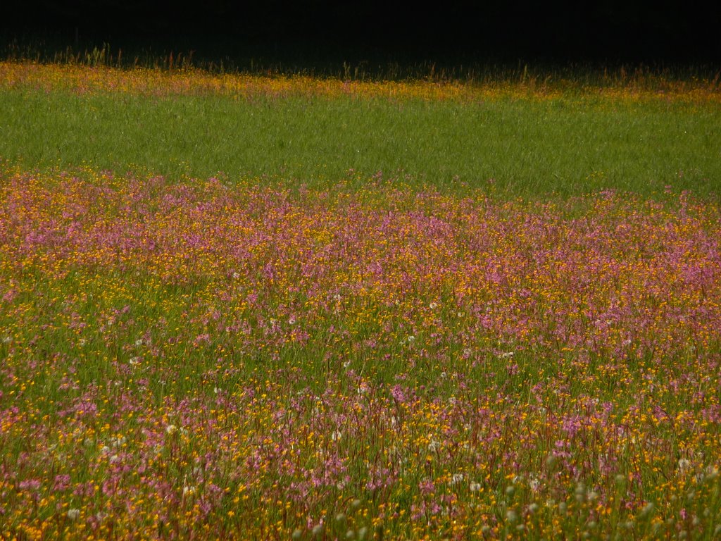 Blumenwiese by uwe_wilhelm