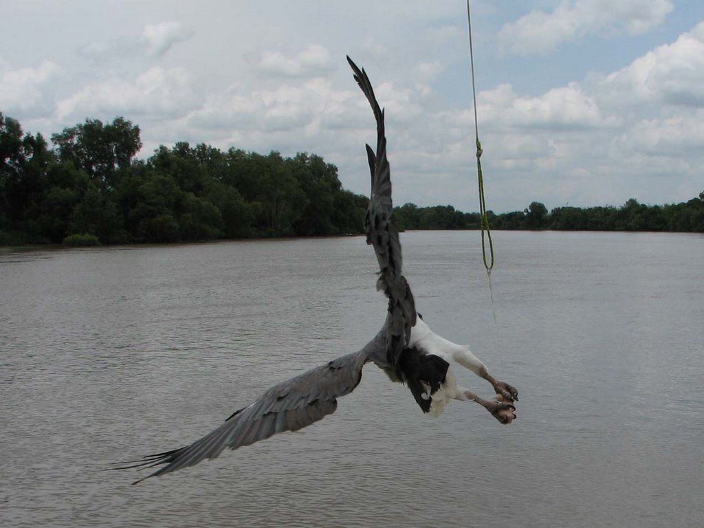 Sea Eagle at Adelaide River by yaruman5