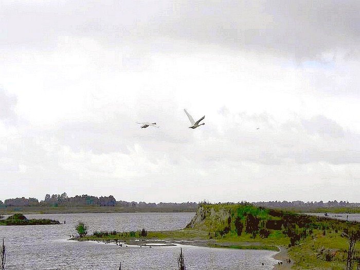 Nature landscape Zwartemeer,natuur gebied bargerveen,internationaal bekendheid by Fotograaf Jan Gort Klazienaveen Emmen