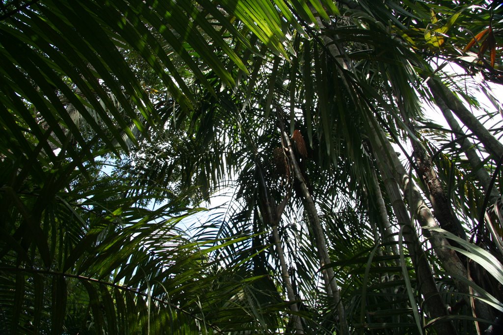 Parque Natural Metropolitano by igordole