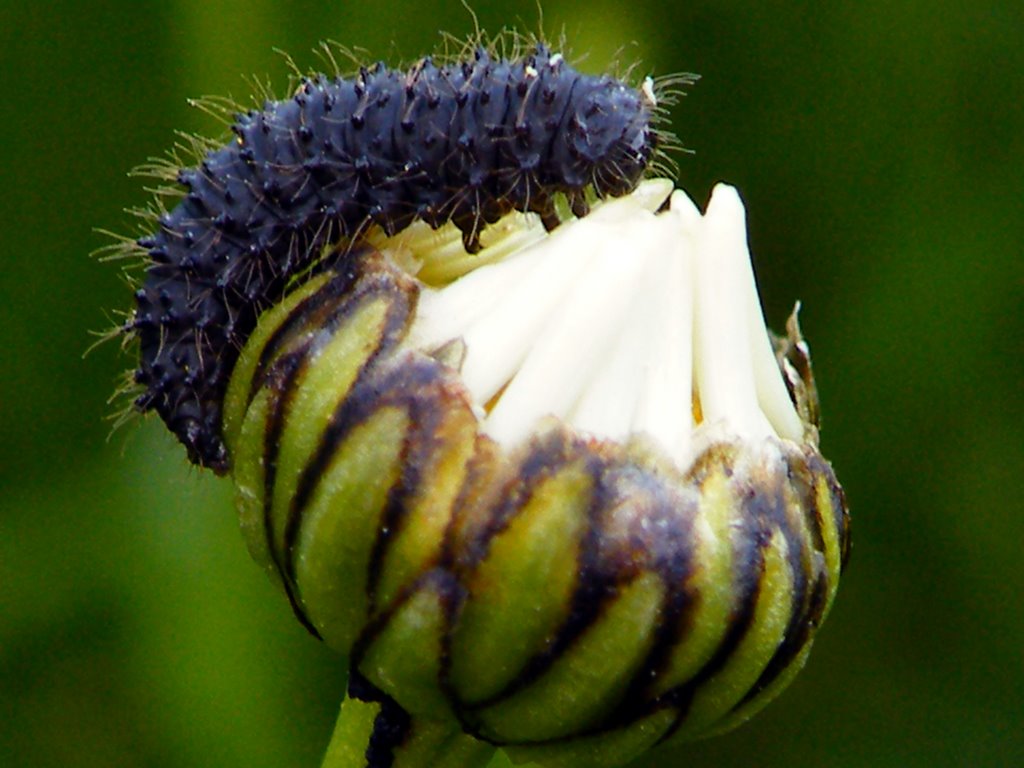 Larve sur bouton de marguerite by Vincent Allard