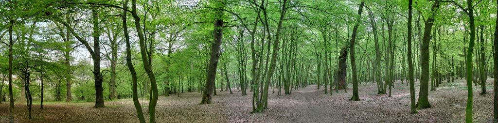 Forest by paulnasca