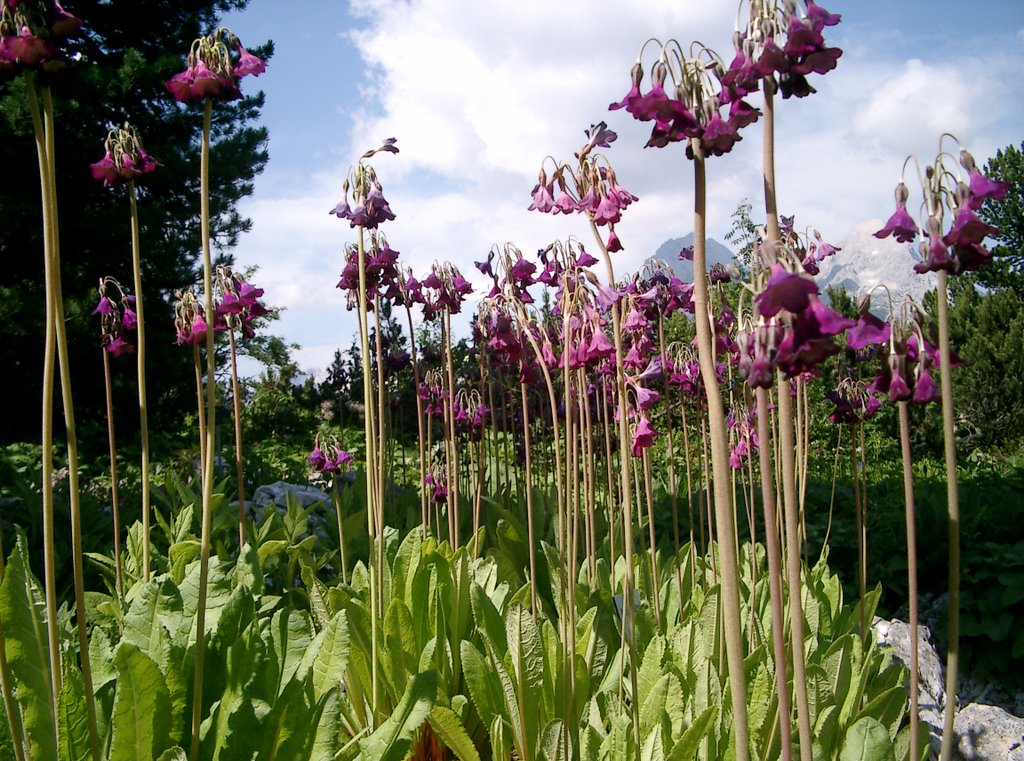 Botanischer Garten am Schachen by Hella Demmel