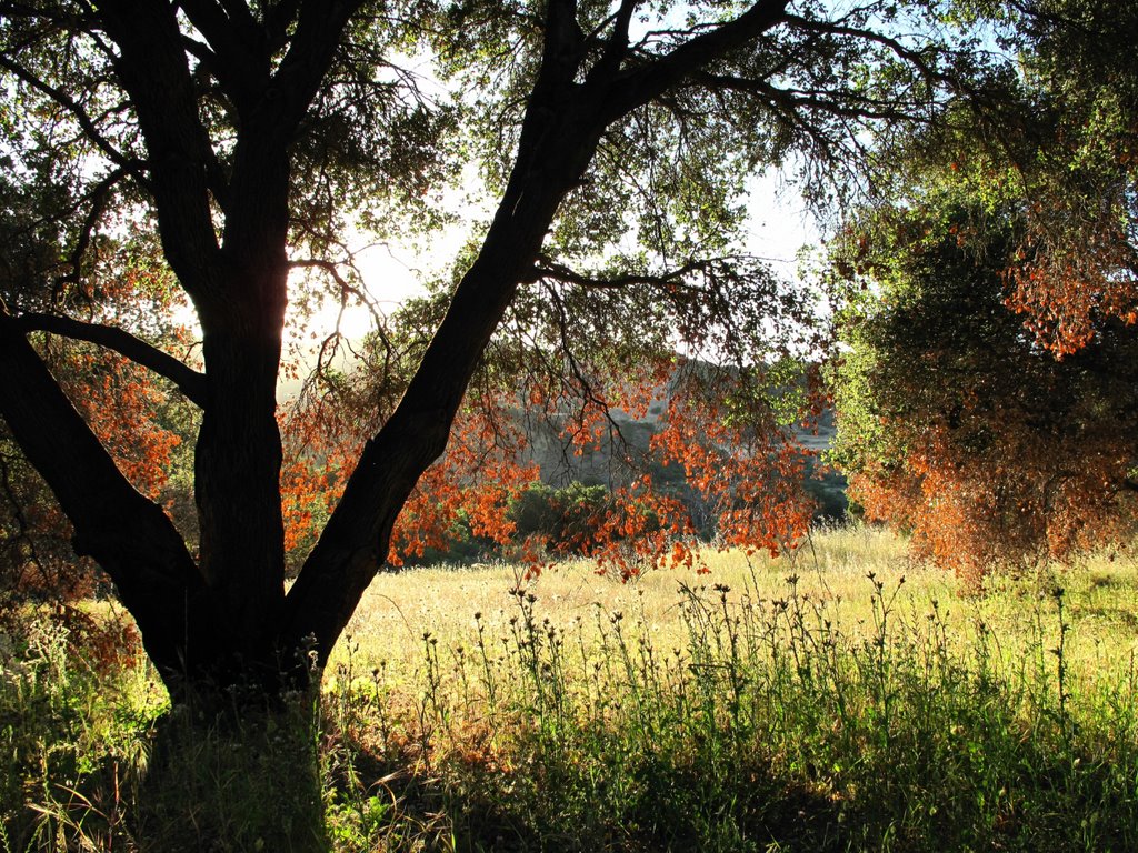 Stevens Creek Park Tony Look Trail, Santa Clara County, California by davidcmc58