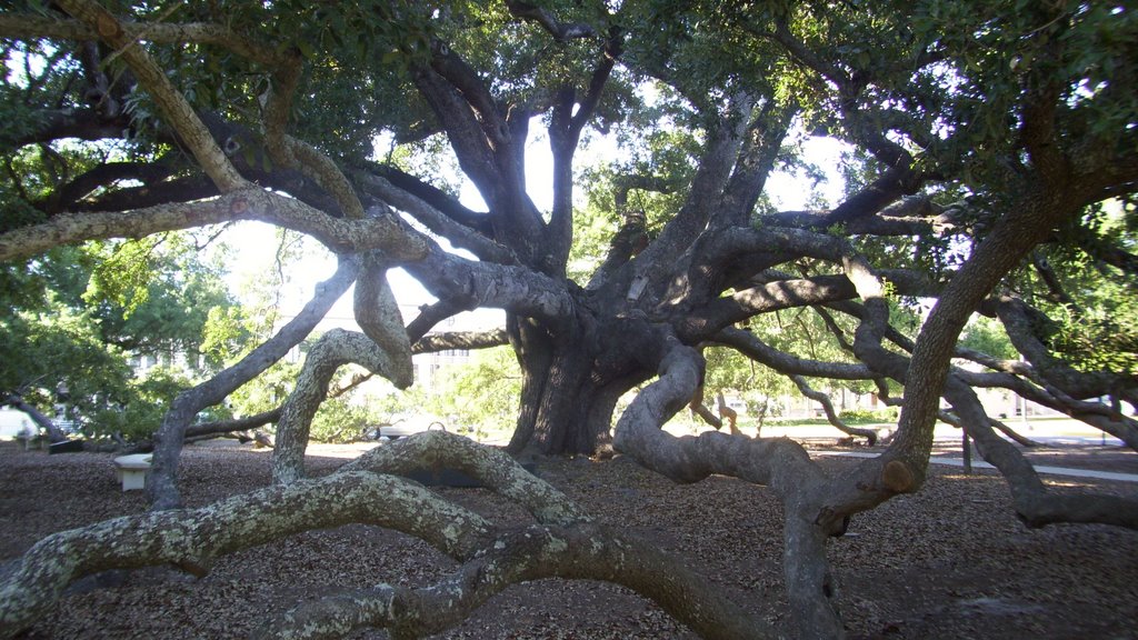 Amazing Live Oak! by clange